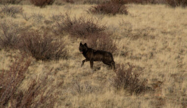 Amid National Wolf Debate, California Kills Four of the Predators After ‘Unprecedented’ Livestock Attacks