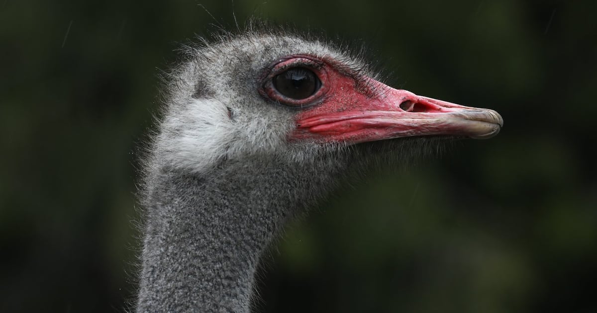 CFIA manual describes sitting on ostriches to inject lethal drug as B.C. cull ruling nears - CTV News