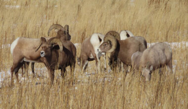 Cowboy State Daily logo