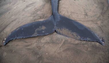 Starving humpback whale found dead on Neskowin beach (photos)