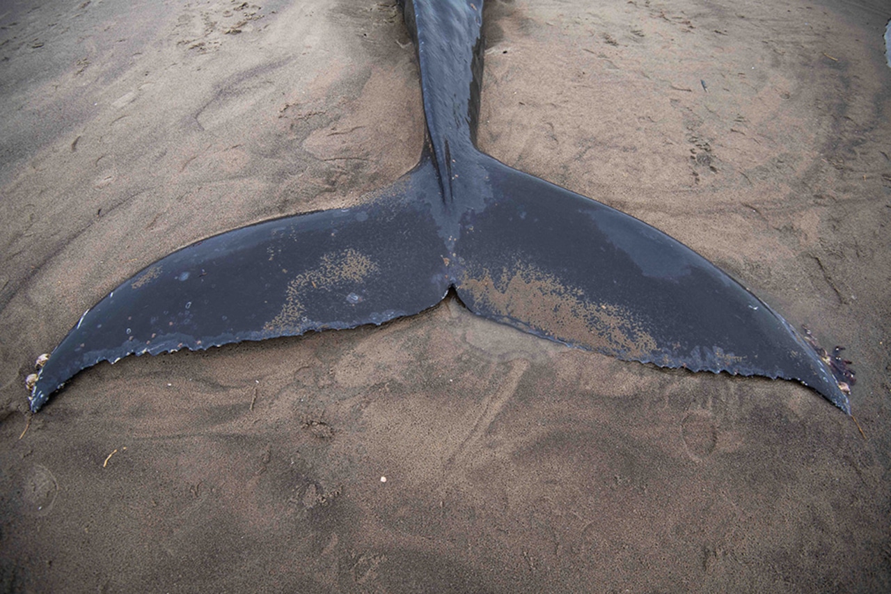 Starving humpback whale found dead on Neskowin beach (photos)
