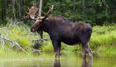 Americans fined for shooting moose from motorboat in Ontario - CTV News