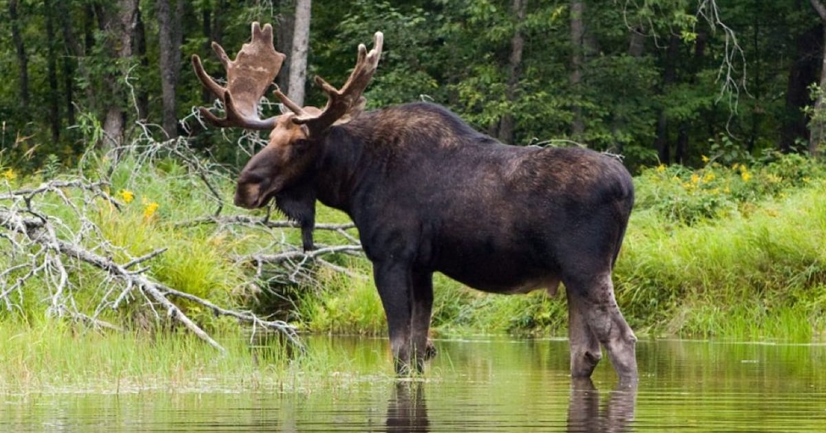Americans fined for shooting moose from motorboat in Ontario - CTV News