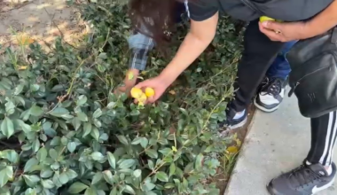 Family turns to churchyard fruit as SNAP shutdown reaps desperation – NBC Los Angeles