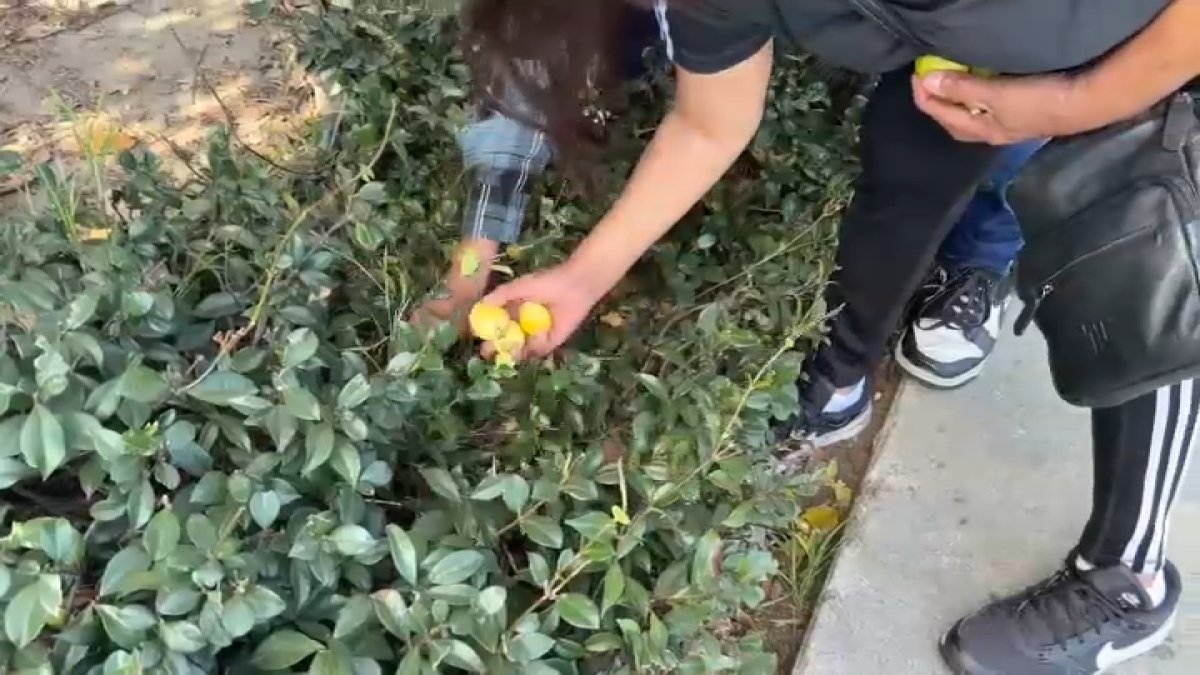 Family turns to churchyard fruit as SNAP shutdown reaps desperation – NBC Los Angeles