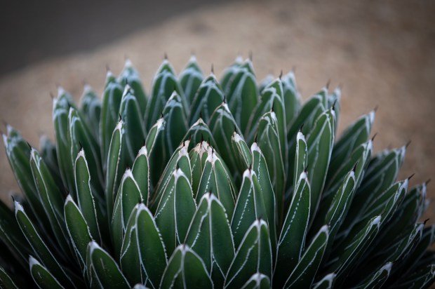 A Queen Victoria Agave has striking white-edged leaves. (Ana Ramirez...