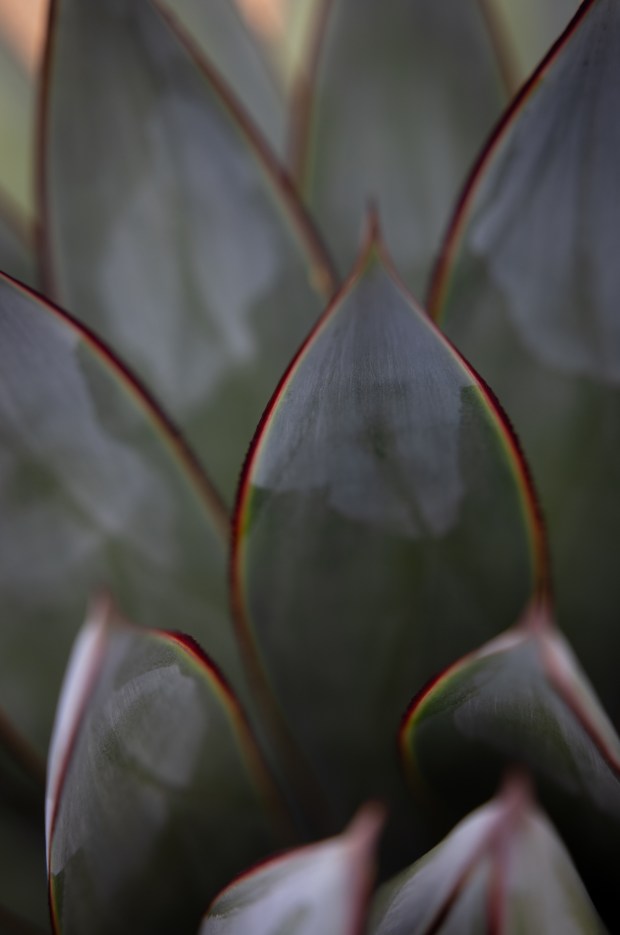 'Blue Glow' Agave leaves are rimmed in red and yellow. (Ana Ramirez / The San Diego Union-Tribune)