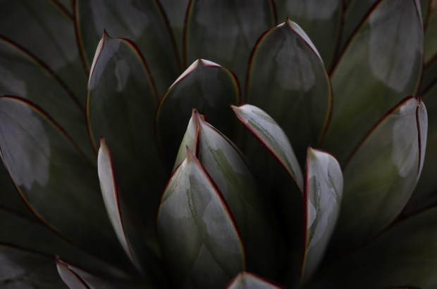 ‘Blue Glow’ Agave. (Ana Ramirez / The San Diego Union-Tribune)