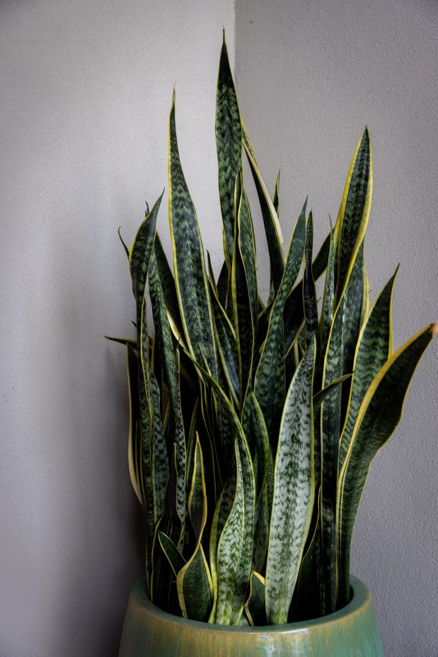 A snake plant makes a vertical statement. (Ana Ramirez /...