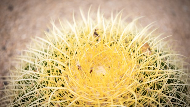 A golden barrel cactus (Echinocactus grusonii) brings a distinctive shape and color to the landscape. (Ana Ramirez / The San Diego Union-Tribune)