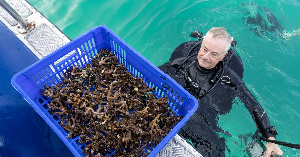 Under pressure: Fujairah divers' coral project battles effects of climate change