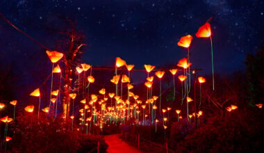 Fun events and things to do in San Diego this weekend November 12-16, 2025 featuring Lightscapes at the San Diego Botanic Garden