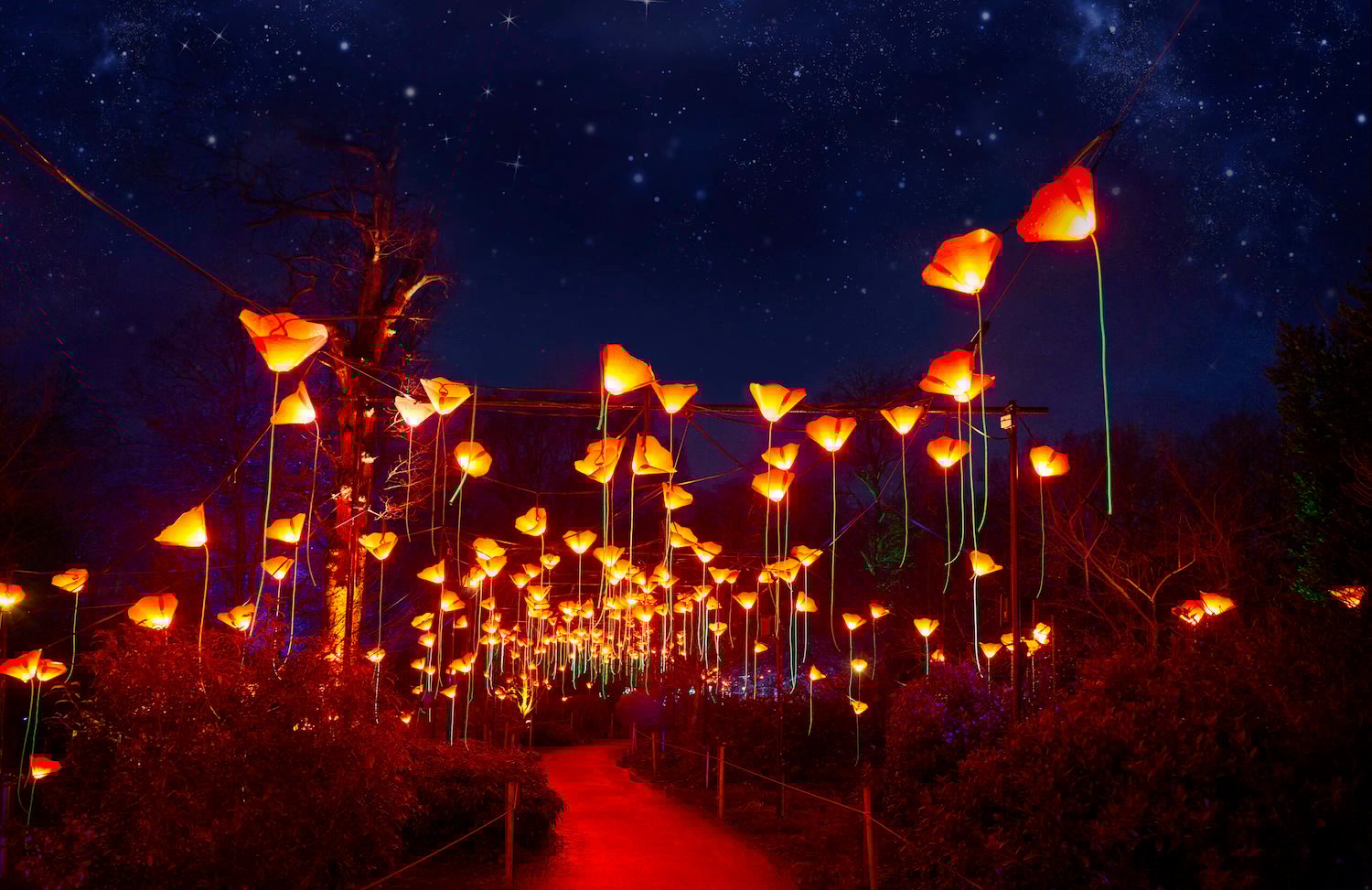 Fun events and things to do in San Diego this weekend November 12-16, 2025 featuring Lightscapes at the San Diego Botanic Garden