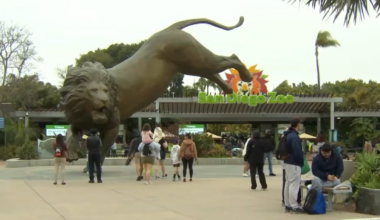 San Diego Zoo to start charging for parking starting January – NBC 7 San Diego