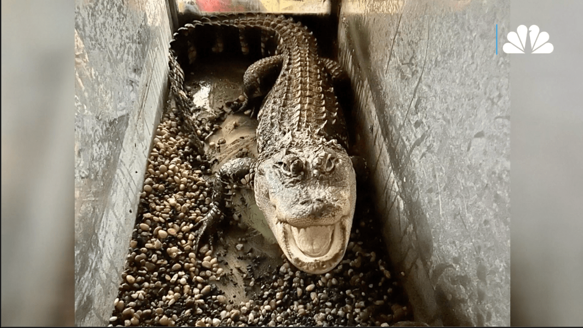 Detroit mom buried her son then found an alligator in his bedroom – NBC Chicago