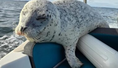 Watch: Seal jumps onto boat to escape killer whales