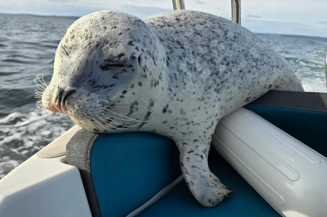 Watch: Seal jumps onto boat to escape killer whales