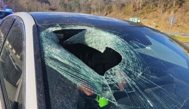 Driver’s near miss after bald eagle drops cat through car windshield