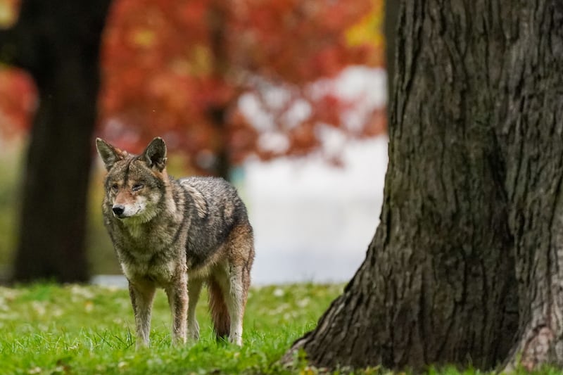 A coyote walks through Coronation Park in Toronto on Wednesday, November 3, 2021. (THE CANADIAN PRESS/Evan Buhler)