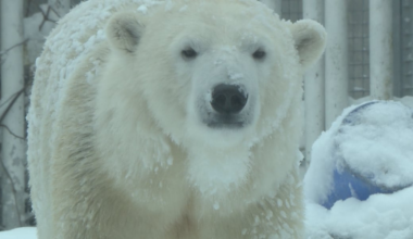 ‘Hits home,’ Alaska Zoo Polar Bear brings to life struggles animals face in the arctic
