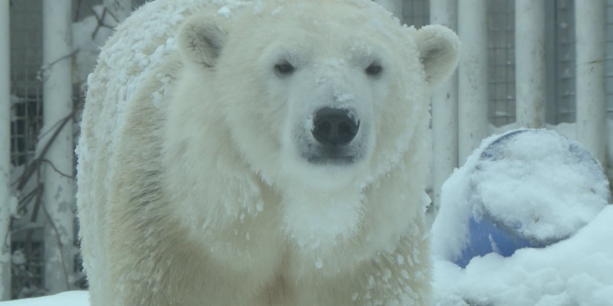 ‘Hits home,’ Alaska Zoo Polar Bear brings to life struggles animals face in the arctic