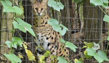 After escape from Berks County wildlife center, 1 wild cat caught