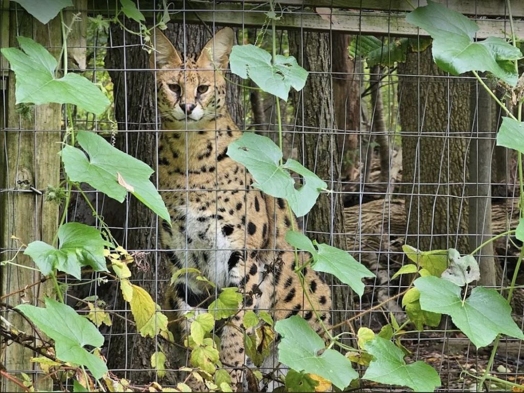 After escape from Berks County wildlife center, 1 wild cat caught