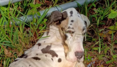 Emaciated Great Dane named Miracle found in Jacksonville, community urged to help find person responsible