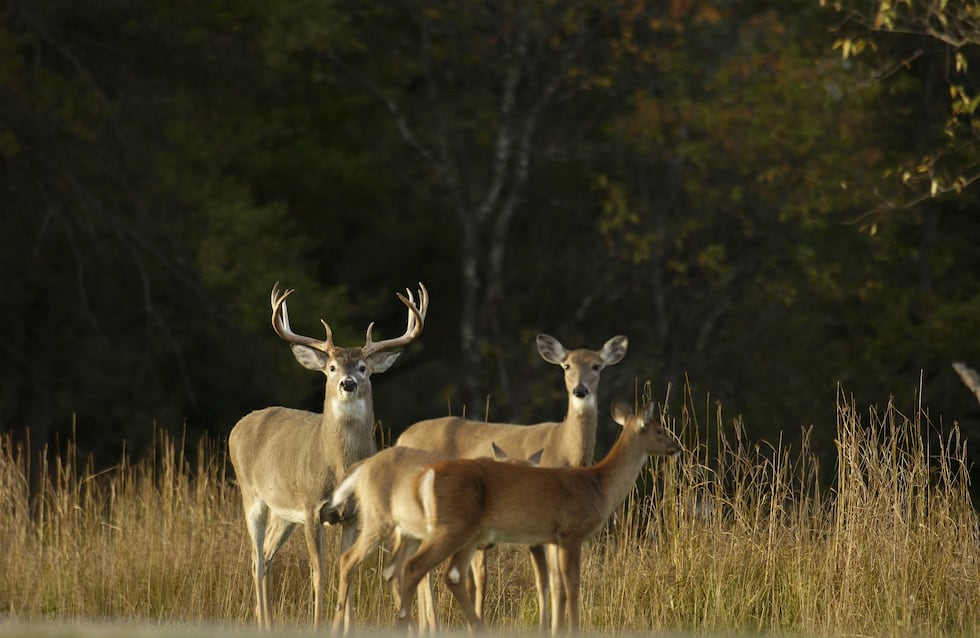 Whitetail Deer