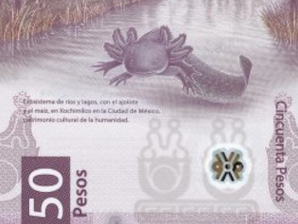 Always Smiling Amphibian Featured on Mexican Money Is So Cute it’s Being Hoarded and Never Spent