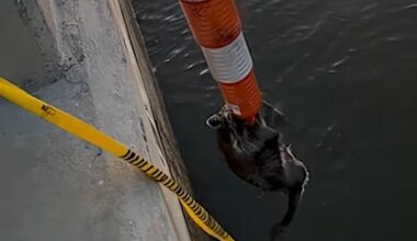 Watch: Traffic cone used to rescue struggling raccoon from the ocean