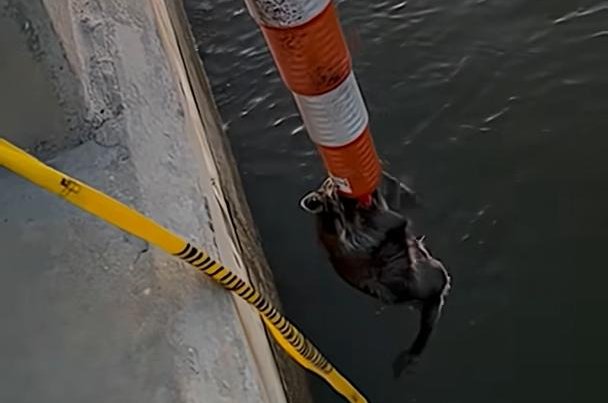 Watch: Traffic cone used to rescue struggling raccoon from the ocean