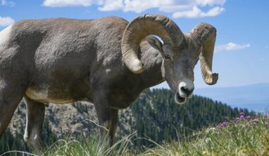 Here’s the reason why some humans grow horns