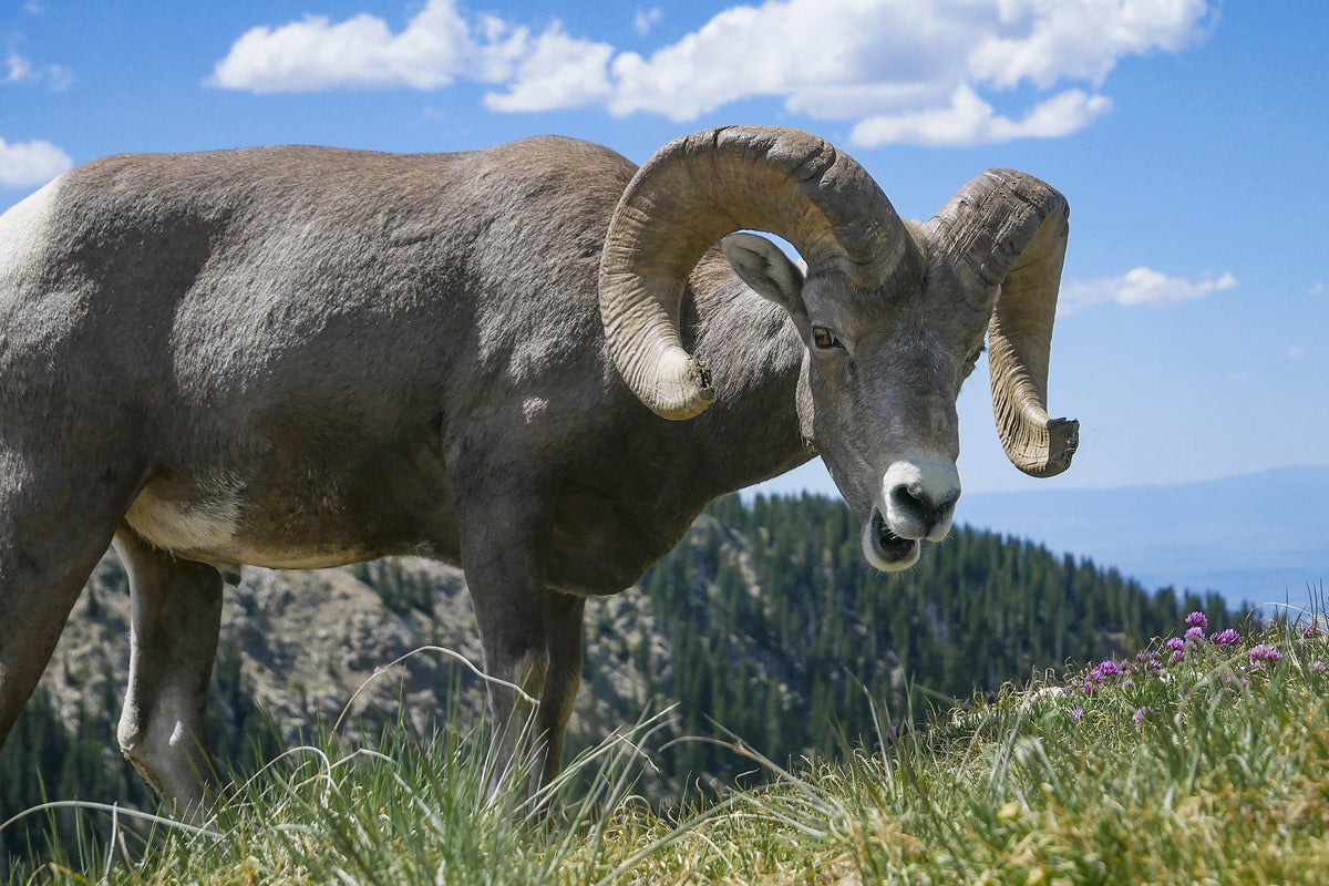 Here’s the reason why some humans grow horns
