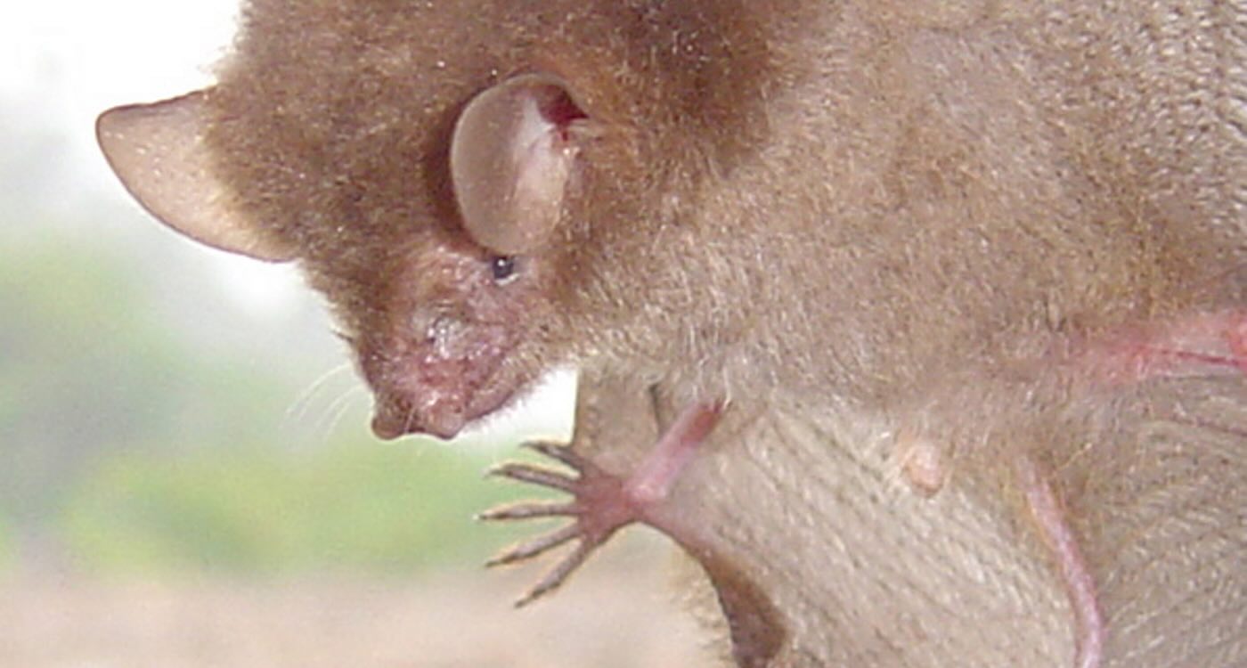 Six New Species of Bats Discovered – Just in Time for Halloween