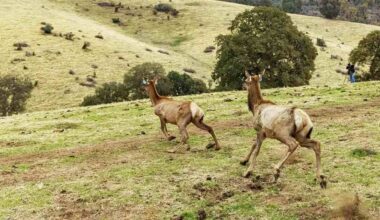 Tribe Releases Native Elk Back onto 17,000 Sacred Sierra Nevada Acres