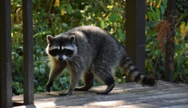 Could raccoons become a new household pet? A new study shows how some raccoons are evolving - CTV News