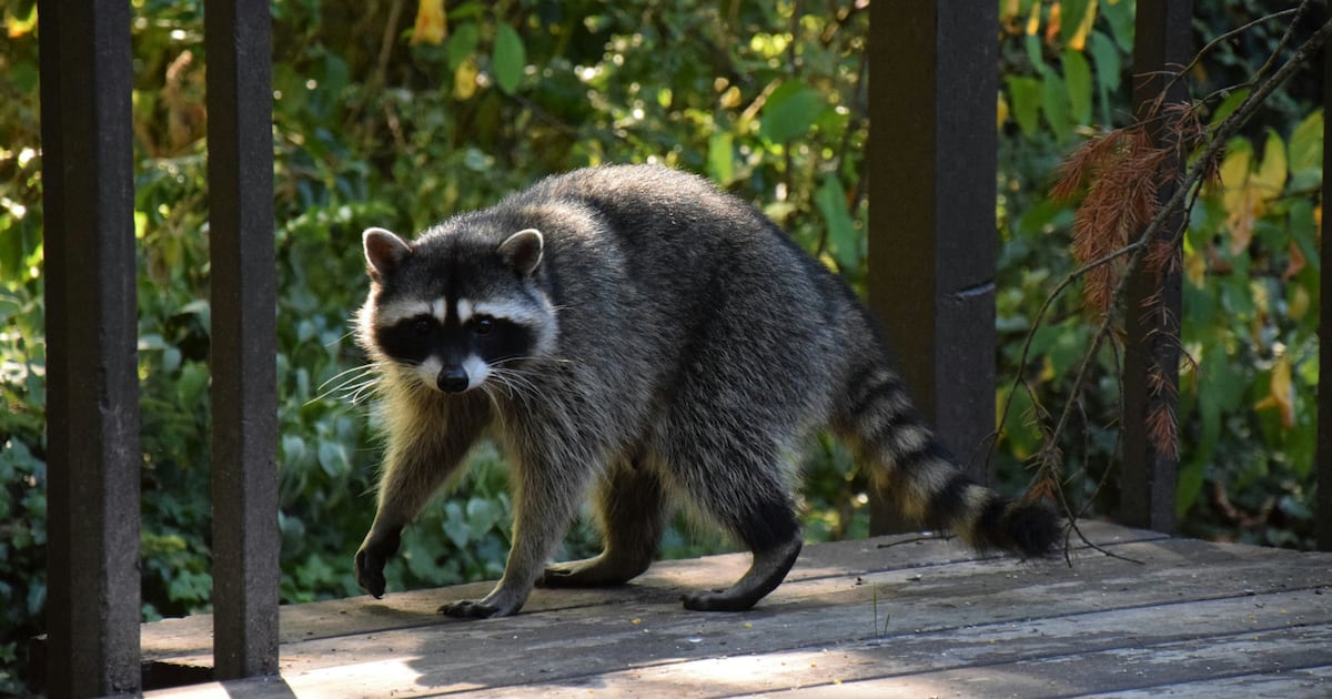 Could raccoons become a new household pet? A new study shows how some raccoons are evolving - CTV News