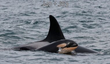 Whale researchers conclude that J64, an orca calf similar in appearance to this one, J63, has died....
