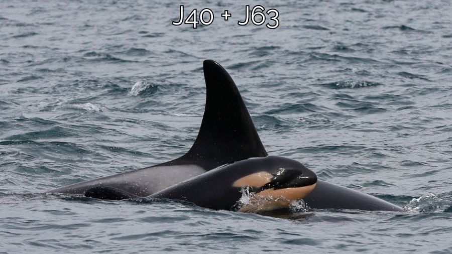 Whale researchers conclude that J64, an orca calf similar in appearance to this one, J63, has died....