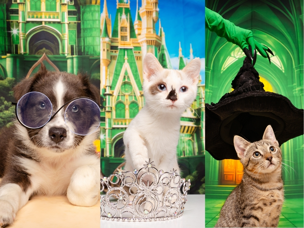 Fur Friday: These ‘Wickedly’ charming pets are ready to cast a spell on North Texas