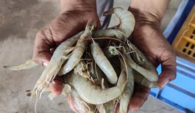 India is world’s second-largest shrimp producer. That is now under threat | Trade War News