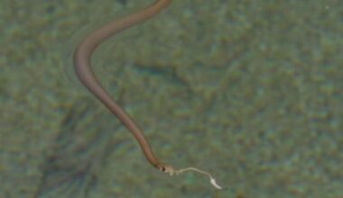 Watch: Venomous snake rescued from backyard swimming pool