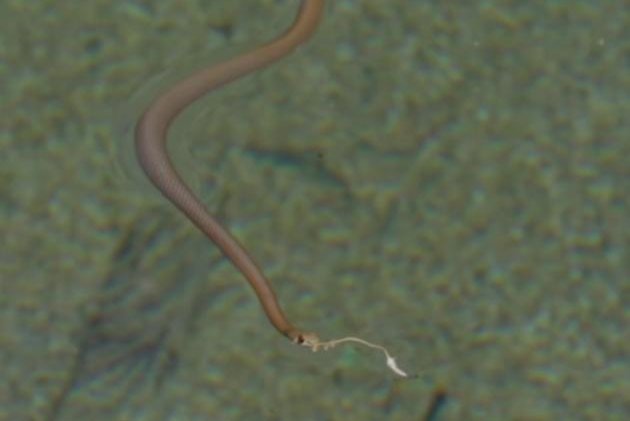 Watch: Venomous snake rescued from backyard swimming pool