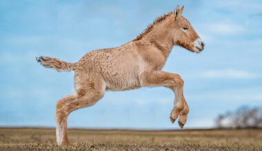 Dallas Decacorn Colossal Buys Viagen, a Texas Pioneer in Animal Cloning » Dallas Innovates