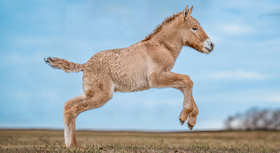 Dallas Decacorn Colossal Buys Viagen, a Texas Pioneer in Animal Cloning » Dallas Innovates