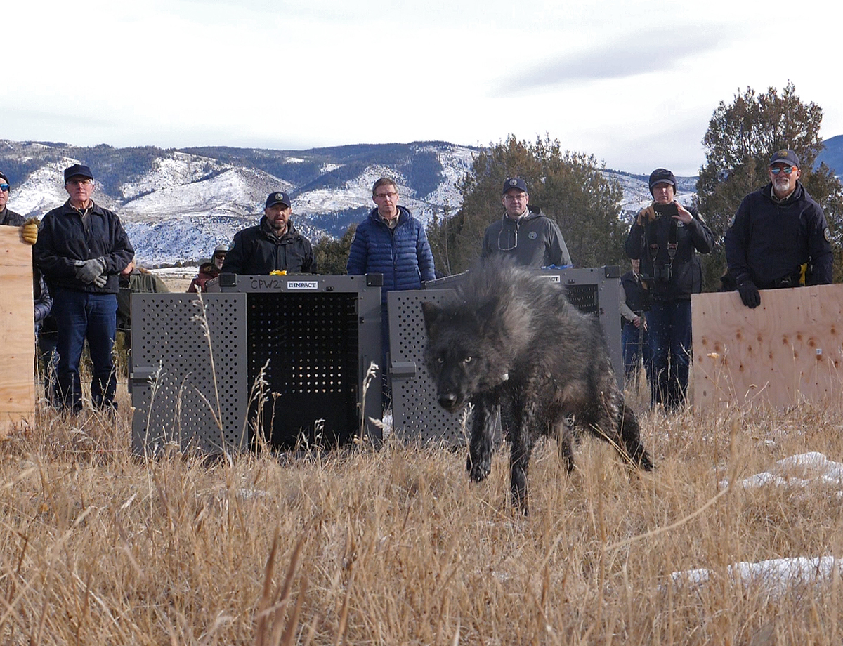 a gray wolf sprints from a transport cage
