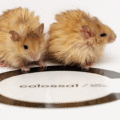A photo of the woolly mice produced by Colossal Bioscienes