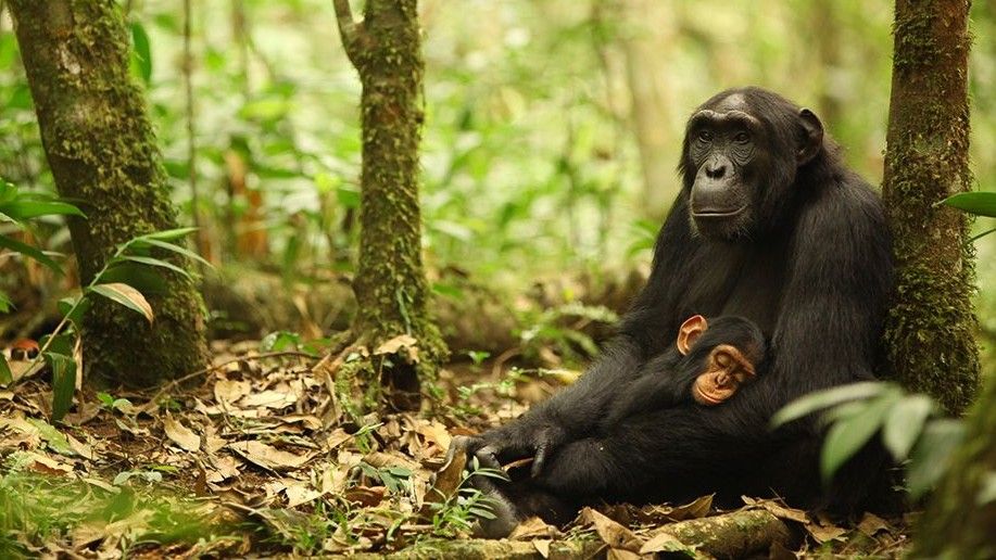 a chimp with a sleeping infant in the jungle