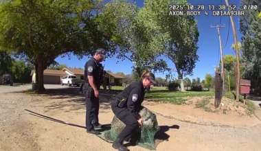Runaway emu creates stir in northern Arizona city